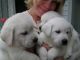 Labrador Retriever Puppies for sale in Norman, OK, USA. price: NA