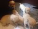 Labrador Retriever Puppies for sale in Wilmington, DE, USA. price: NA