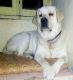 Labrador Retriever Puppies for sale in Nagpur, Maharashtra 440001, India. price: 9000 INR