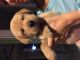 Labrador Retriever Puppies for sale in Friendswood, TX, USA. price: NA