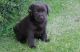 Labrador Retriever Puppies for sale in Tallahassee, FL, USA. price: $500