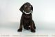 Labrador Retriever Puppies for sale in Huntington Beach, CA, USA. price: NA