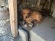 Labrador Retriever Puppies for sale in South Jordan, UT, USA. price: $800