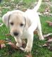 Labrador Retriever Puppies for sale in Louisville, KY, USA. price: $500