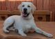 Labrador Retriever Puppies for sale in Long Beach, CA, USA. price: $900