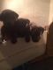 Labrador Retriever Puppies for sale in Ottawa Lake, MI 49267, USA. price: NA