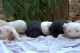 Labrador Retriever Puppies for sale in Columbia, SC, USA. price: NA