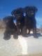 Labrador Retriever Puppies for sale in Palmdale, CA, USA. price: $200