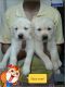 Labrador Retriever Puppies for sale in Varanasi, Uttar Pradesh, India. price: 7000 INR
