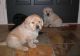 Labrador Retriever Puppies for sale in Honolulu, HI, USA. price: NA