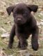 Labrador Retriever Puppies for sale in Davie, FL, USA. price: NA