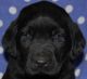 Labrador Retriever Puppies for sale in Crawfordsville, IN 47933, USA. price: $650