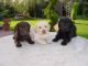 Labrador Retriever Puppies for sale in Roseville, CA, USA. price: NA