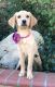 Labrador Retriever Puppies for sale in Simi Valley, CA, USA. price: $1,600