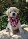 Labrador Retriever Puppies for sale in Simi Valley, CA, USA. price: NA