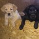 Labrador Retriever Puppies for sale in Oxford, NC 27565, USA. price: NA