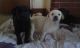 Labrador Retriever Puppies for sale in Alexander, ND 58831, USA. price: NA