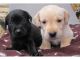 Labrador Retriever Puppies for sale in Costa Mesa, CA, USA. price: NA