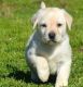 Labrador Retriever Puppies for sale in St Pete Beach, FL, USA. price: $450