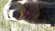 Labrador Retriever Puppies for sale in Corrigan, TX 75939, USA. price: NA