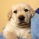 Labrador Retriever Puppies for sale in Anchorage, AK, USA. price: NA