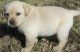 Labrador Retriever Puppies for sale in Grant, LA 70654, USA. price: NA
