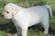 Labrador Retriever Puppies for sale in Holyoke, MA, USA. price: $500