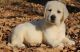 Labrador Retriever Puppies for sale in Buffalo, NY, USA. price: NA