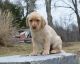 Labrador Retriever Puppies for sale in Carrolltown, PA, USA. price: NA