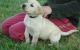 Labrador Retriever Puppies for sale in West Covina, CA, USA. price: NA