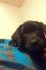 Labrador Retriever Puppies for sale in Oxford, NC 27565, USA. price: $500