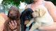 Labrador Retriever Puppies for sale in Baltimore, MD, USA. price: NA