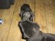 Labrador Retriever Puppies for sale in Houston, MS 38851, USA. price: NA