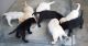 Labrador Retriever Puppies for sale in St Paul, MN, USA. price: NA