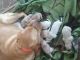 Labrador Retriever Puppies for sale in Foley, MN 56329, USA. price: NA