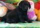 Labrador Retriever Puppies for sale in Kansas City, KS, USA. price: NA