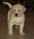 Labrador Retriever Puppies for sale in Bakersfield, CA, USA. price: NA