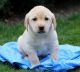 Labrador Retriever Puppies for sale in Columbus, MT 59019, USA. price: NA