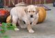 Labrador Retriever Puppies for sale in Omaha, NE, USA. price: $450