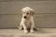 Labrador Retriever Puppies for sale in Abbeville, AL 36310, USA. price: NA
