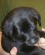 Labrador Retriever Puppies for sale in Cleveland, OH, USA. price: NA