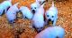 Labrador Retriever Puppies for sale in Peoria, AZ, USA. price: $500