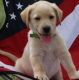Labrador Retriever Puppies for sale in Boise, ID, USA. price: $500