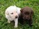 Labrador Retriever Puppies for sale in South Bend, IN, USA. price: NA