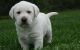 Labrador Retriever Puppies for sale in Springfield, MA, USA. price: $500
