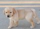 Labrador Retriever Puppies for sale in Delaware City, DE, USA. price: NA