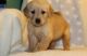 Labrador Retriever Puppies for sale in Joliet, IL, USA. price: NA