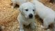 Labrador Retriever Puppies for sale in Bethany Beach, DE, USA. price: NA
