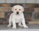 Labrador Retriever Puppies for sale in Cape Coral, FL, USA. price: NA