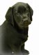 Labrador Retriever Puppies for sale in Stockton, CA, USA. price: $1,200
